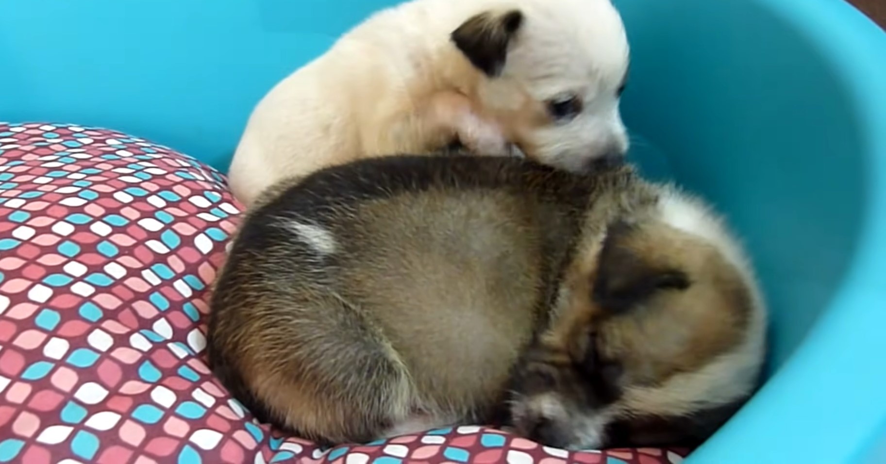 two cute puppies laying in the box