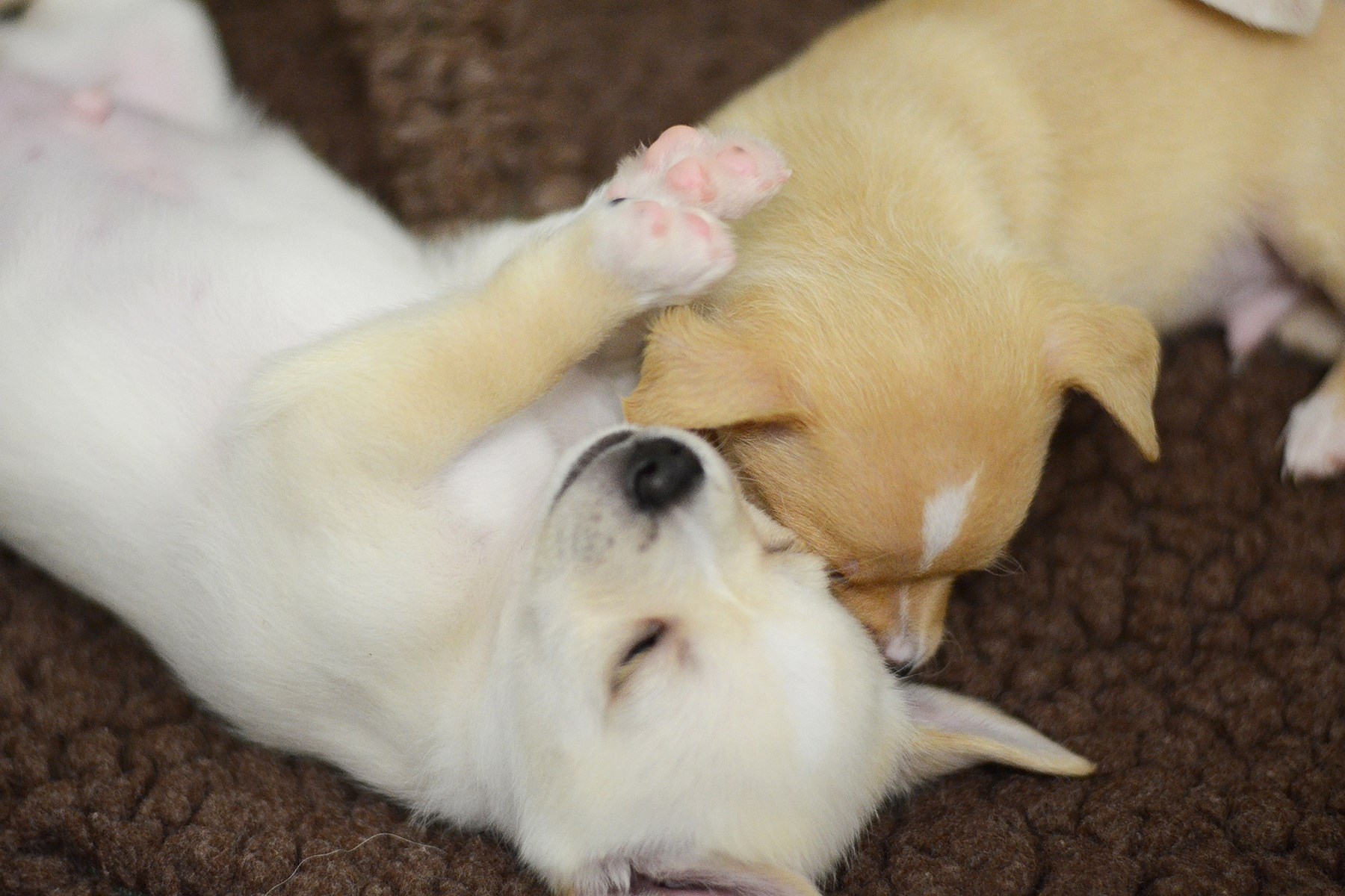 two cute puppies playing with each other