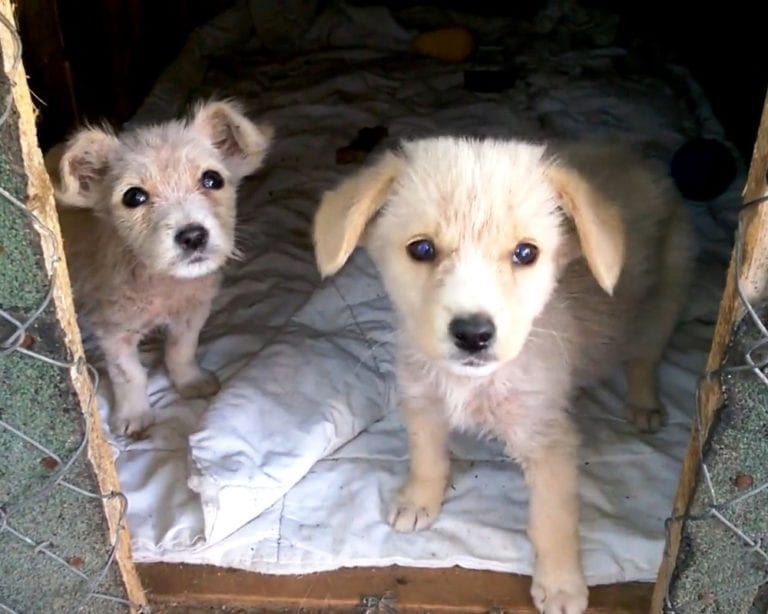 two cute puppies standing