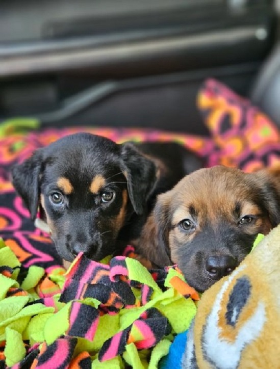 two cute rescued puppies