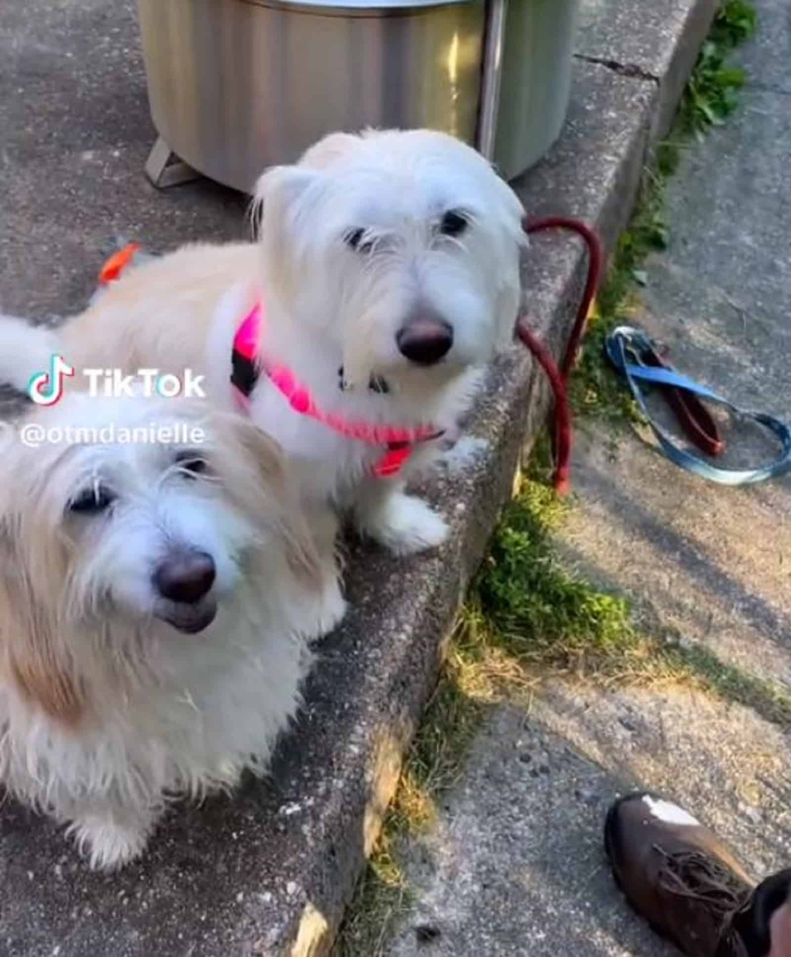 two cute white dogs sitting together on the street