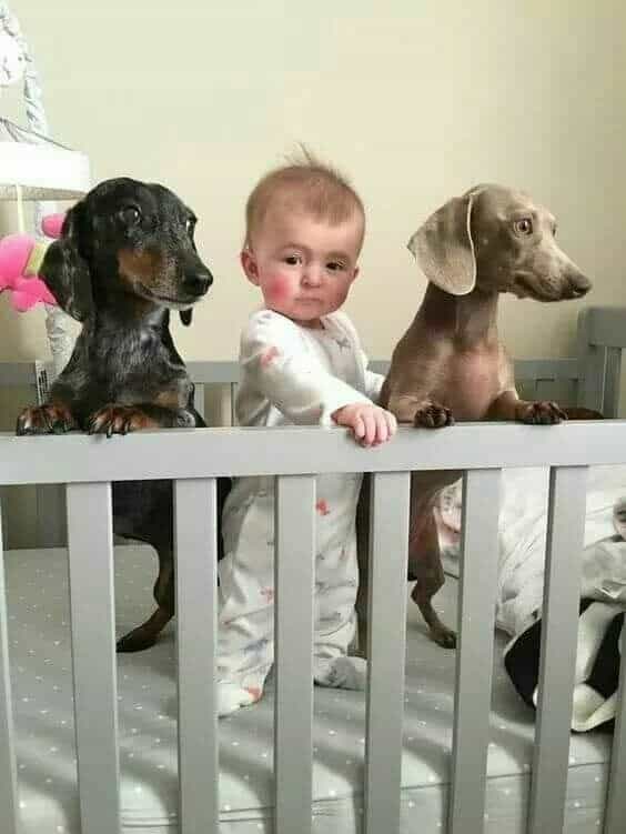 two dachshunds with a child in a crib