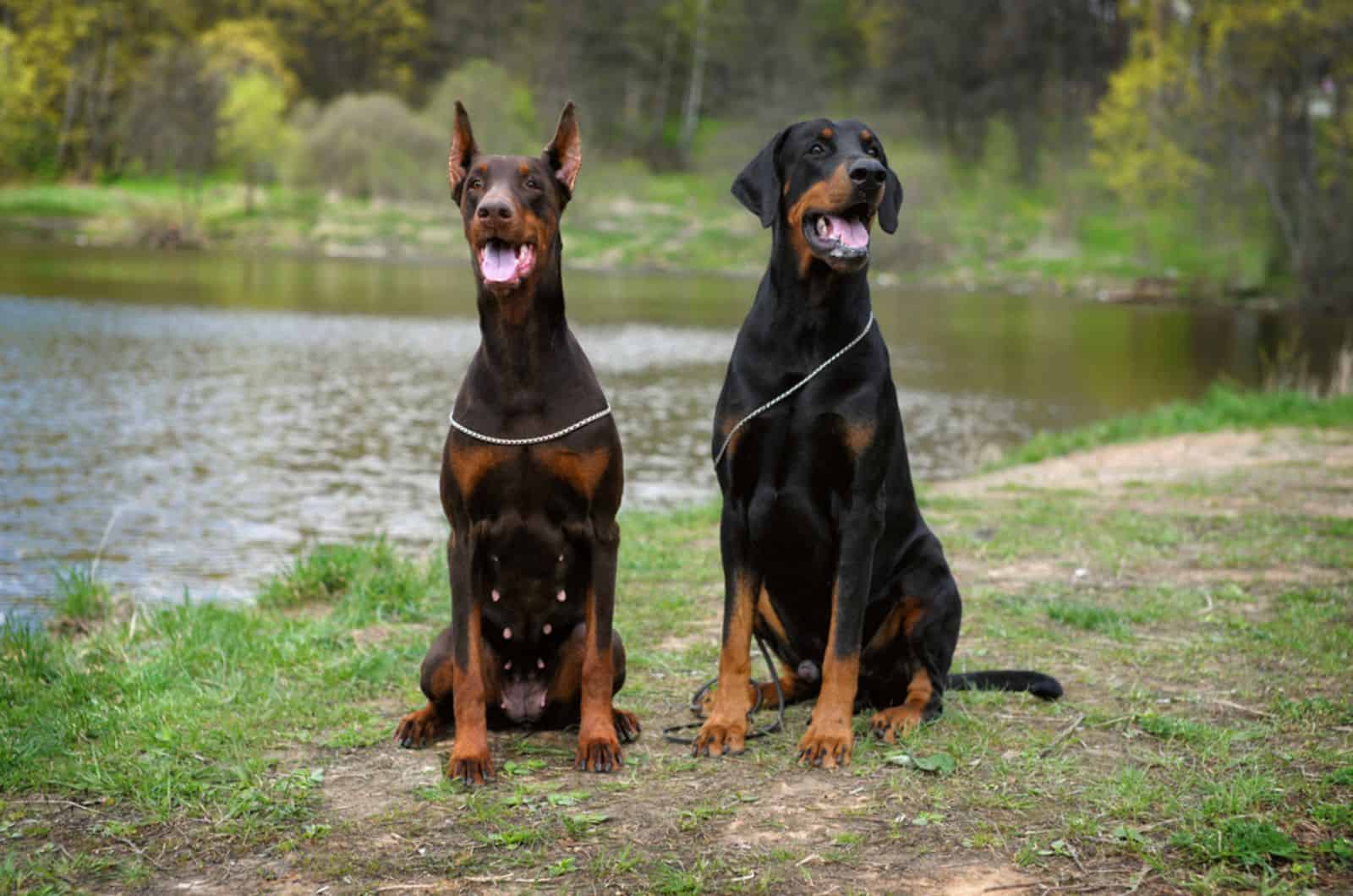 two doberman male and female sitting near the lake