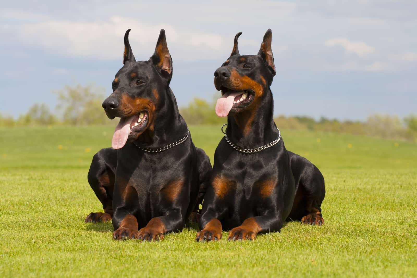 two dobermans sitting on grass