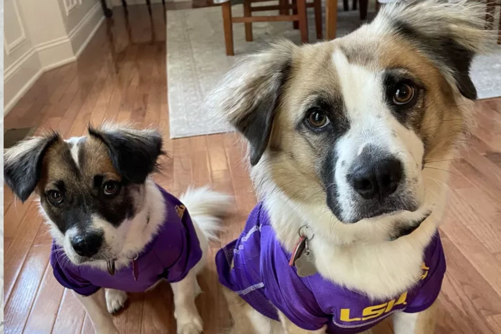 two dog chilling in the house