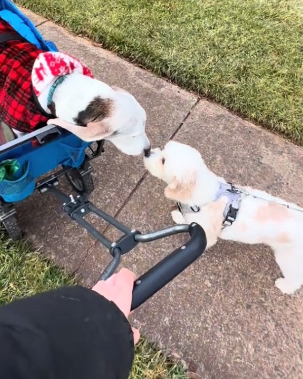 two dog friends kissing