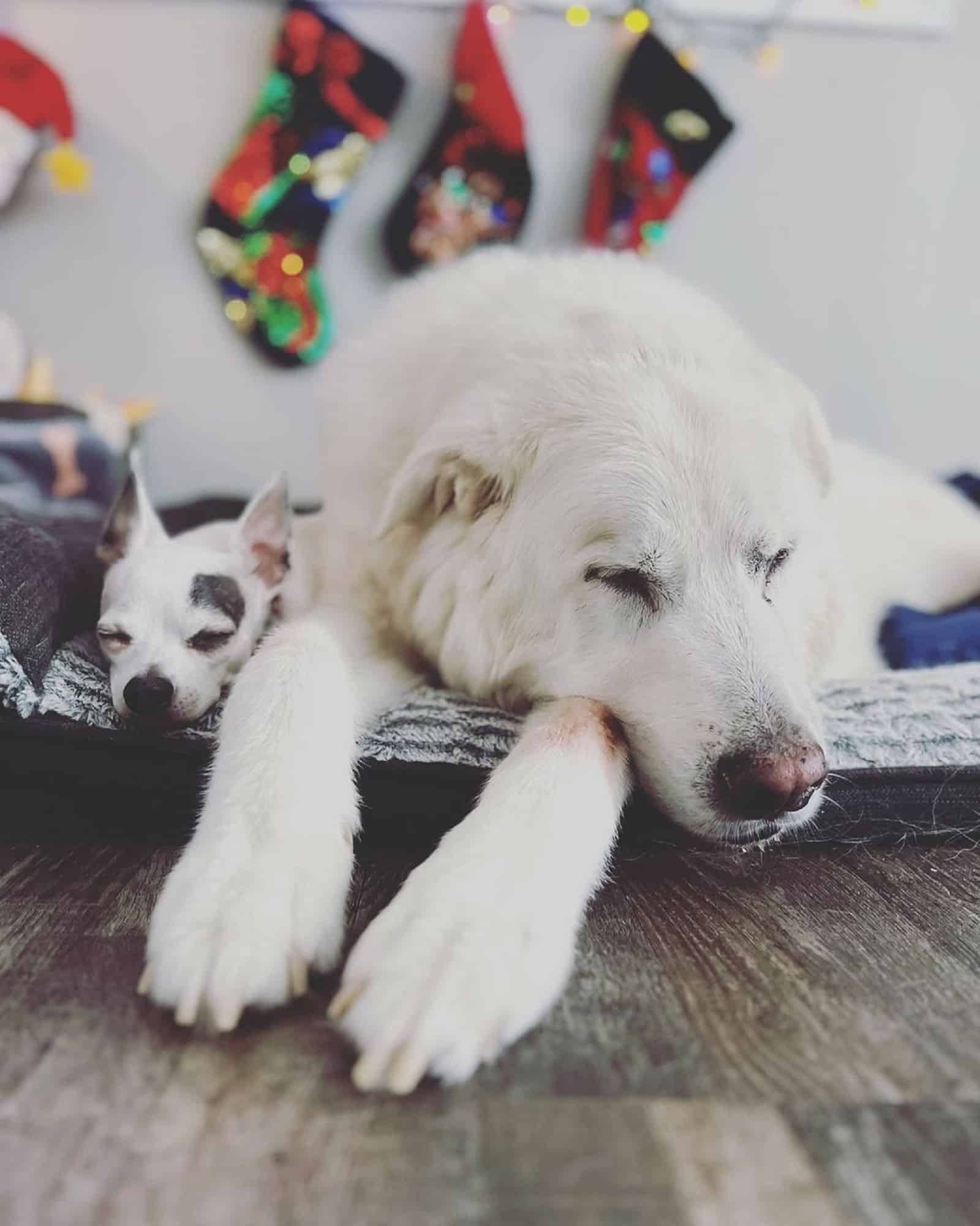 two dogs sleeping together