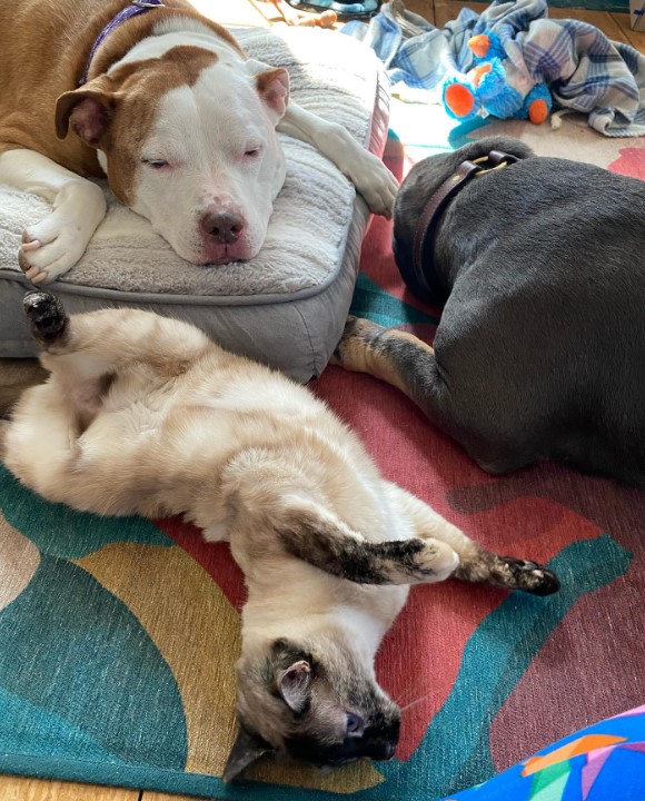 two dogs and a cat lie in the room on the floor