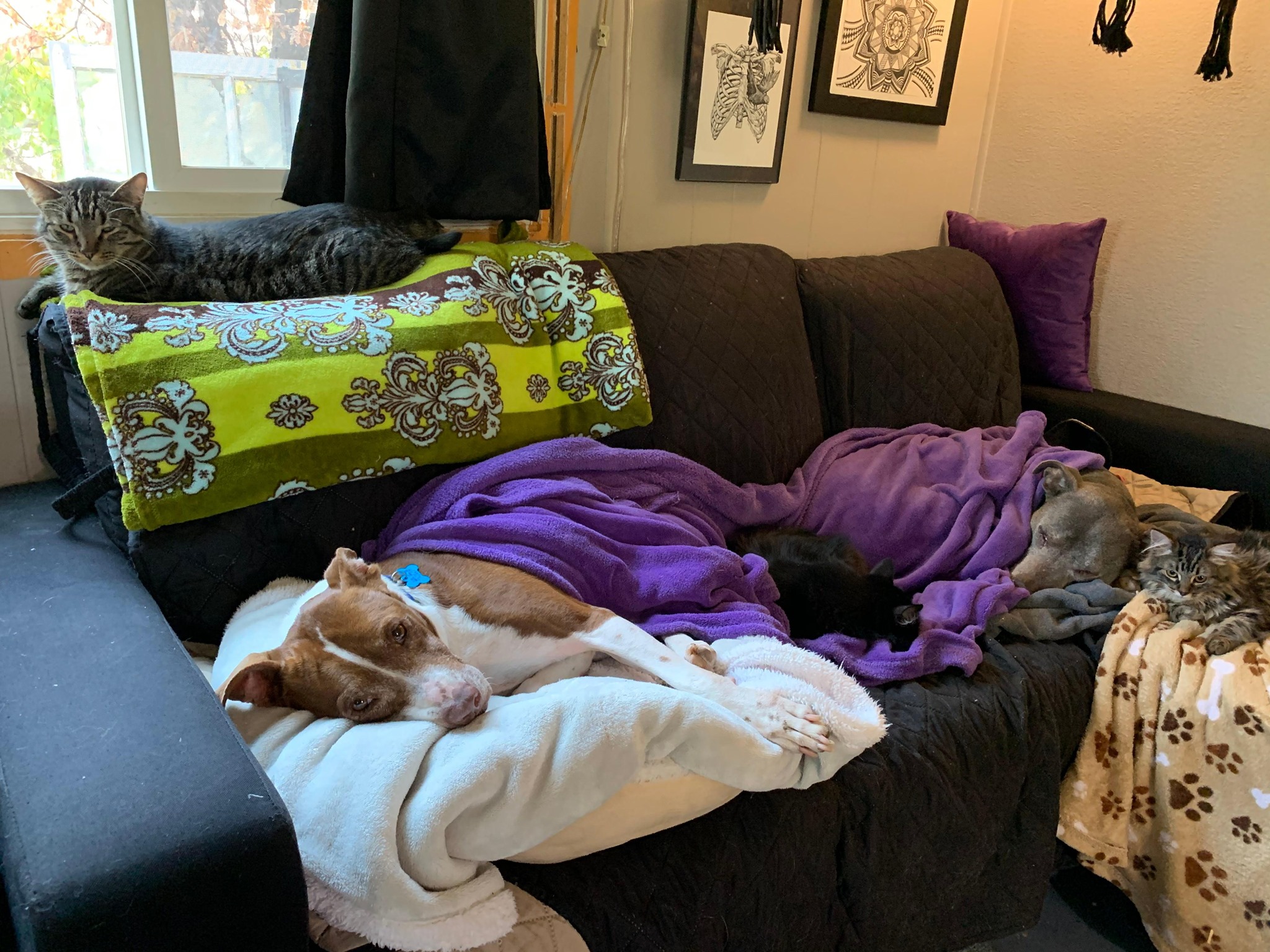 two dogs and three cats laying together on a couch