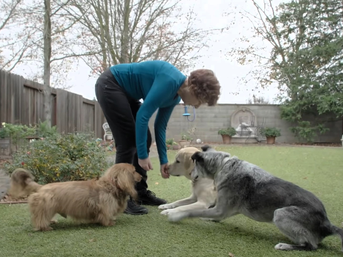 two dogs and owner playing outside