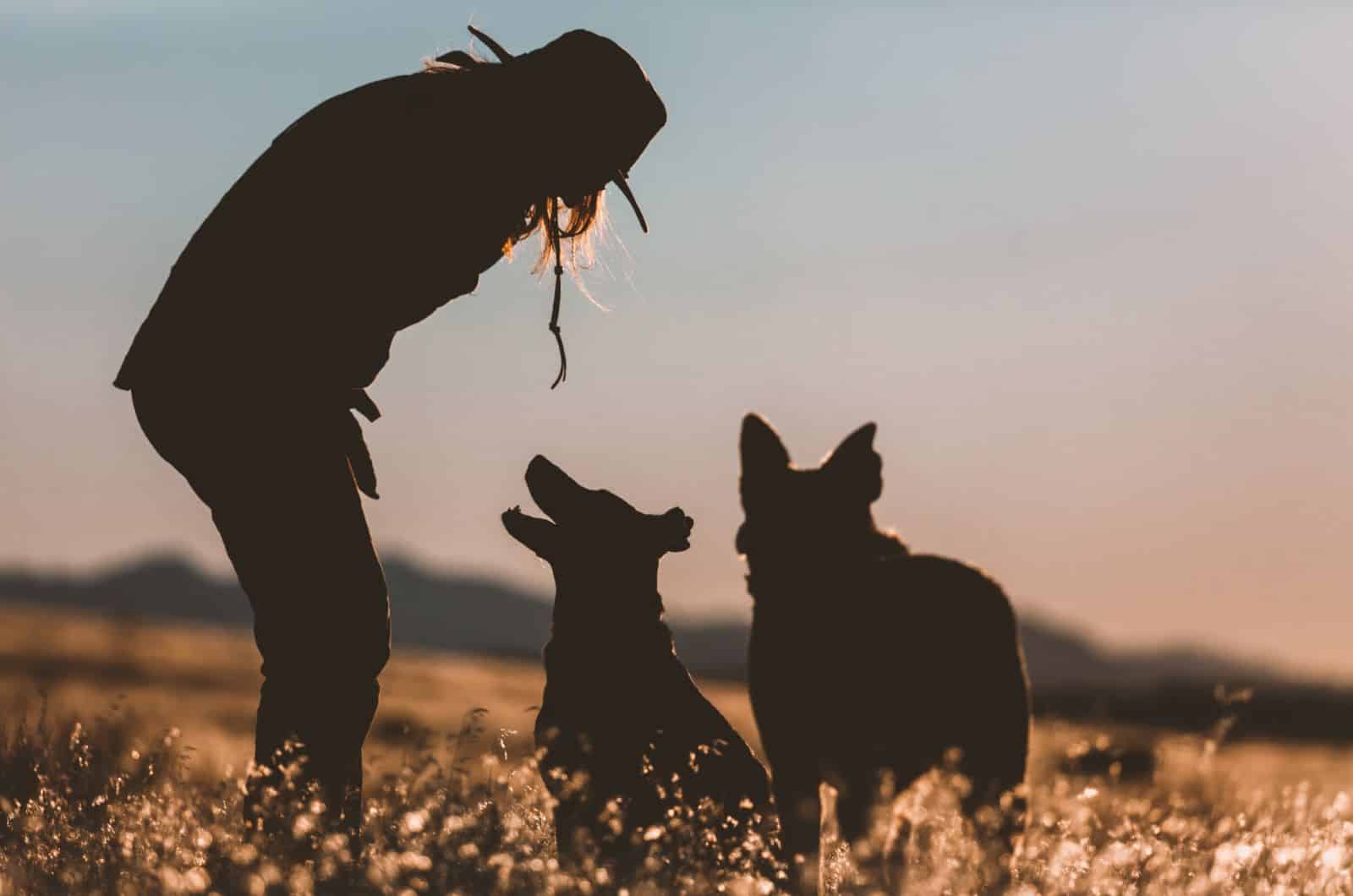 two dogs and their owner standing in a field