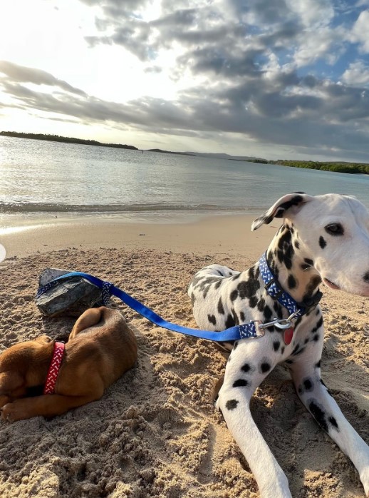 two dogs are lying on the beach