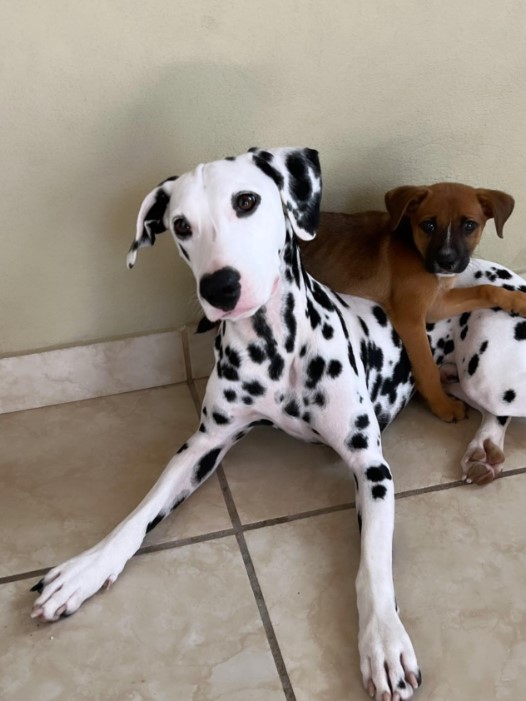 two dogs are lying on the tiles