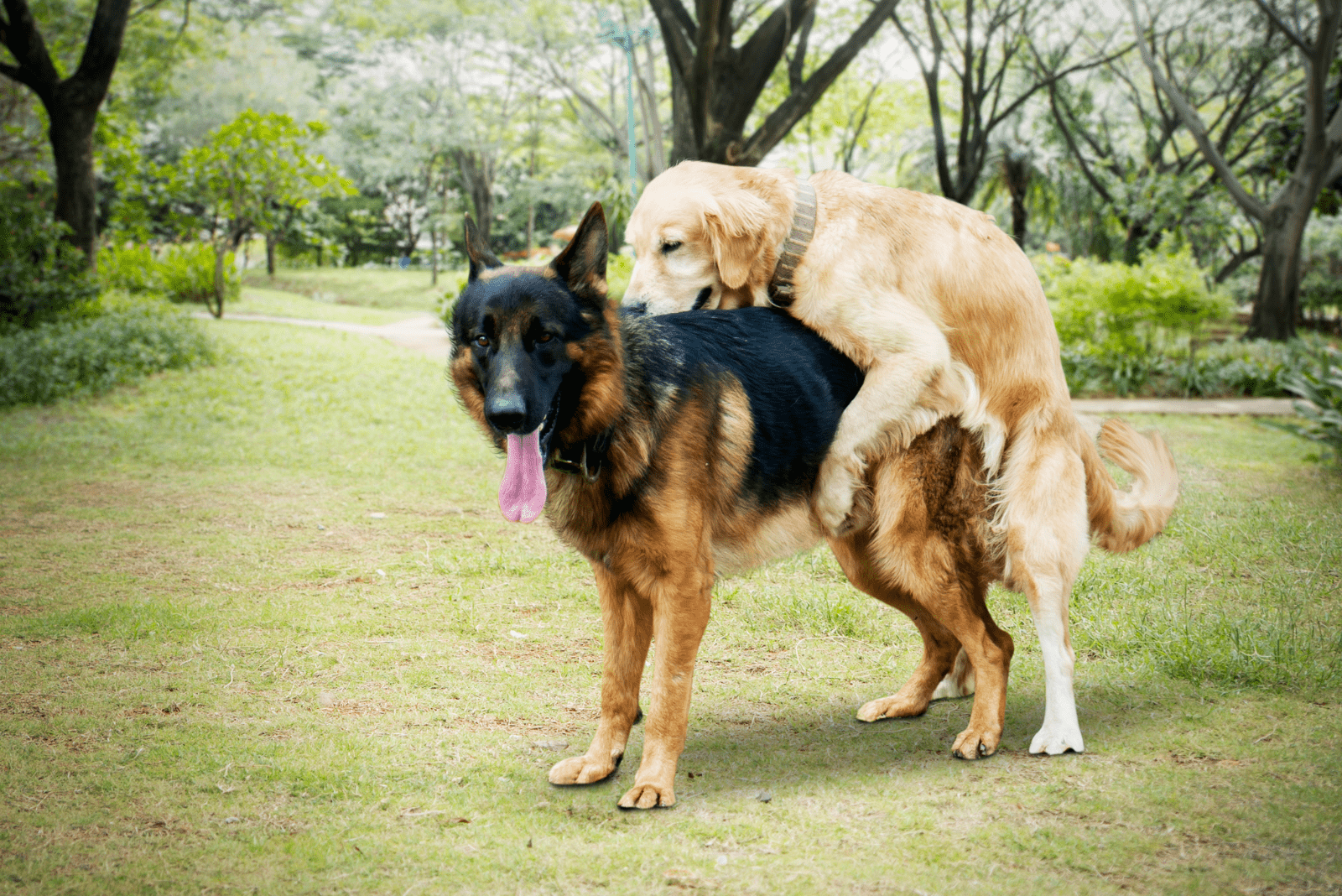 two dogs are mating in the garden