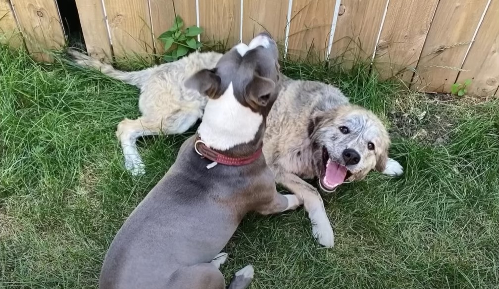 two dogs are playing in the garden