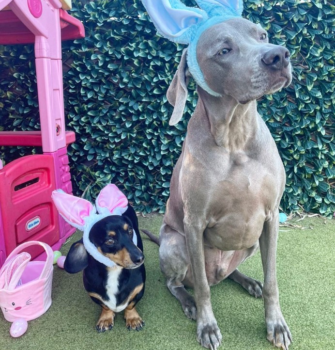 two dogs are sitting in the garden with a toy on their heads