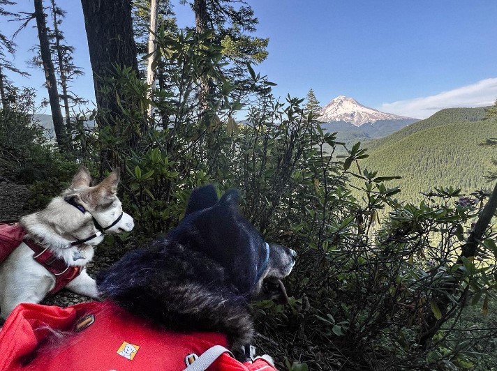 two dogs are sitting on a cliff