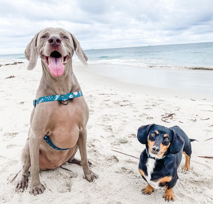 two dogs are sitting on the beach