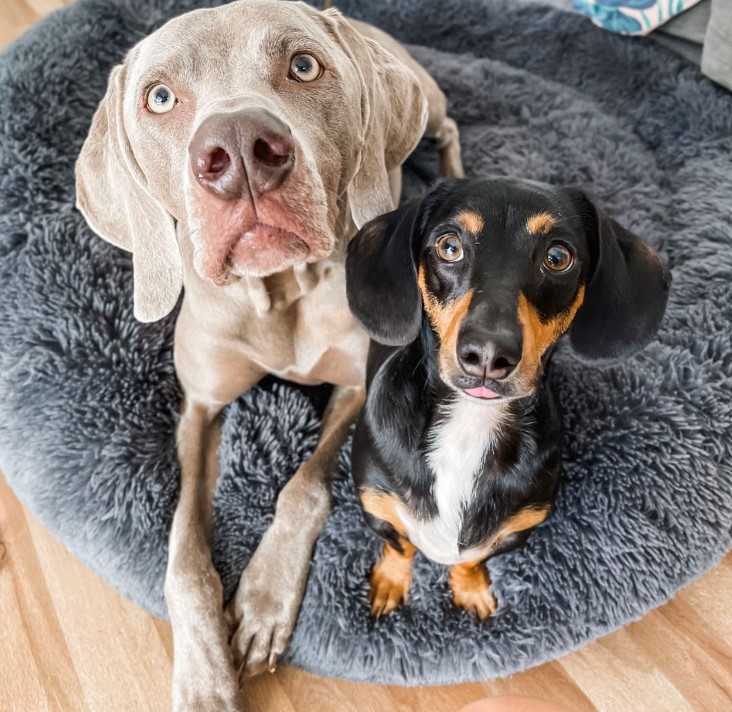 two dogs are sitting on their cushions and looking at the camera