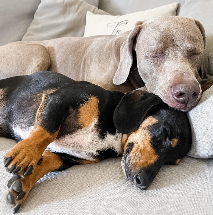 two dogs are sleeping on the couch next to each other