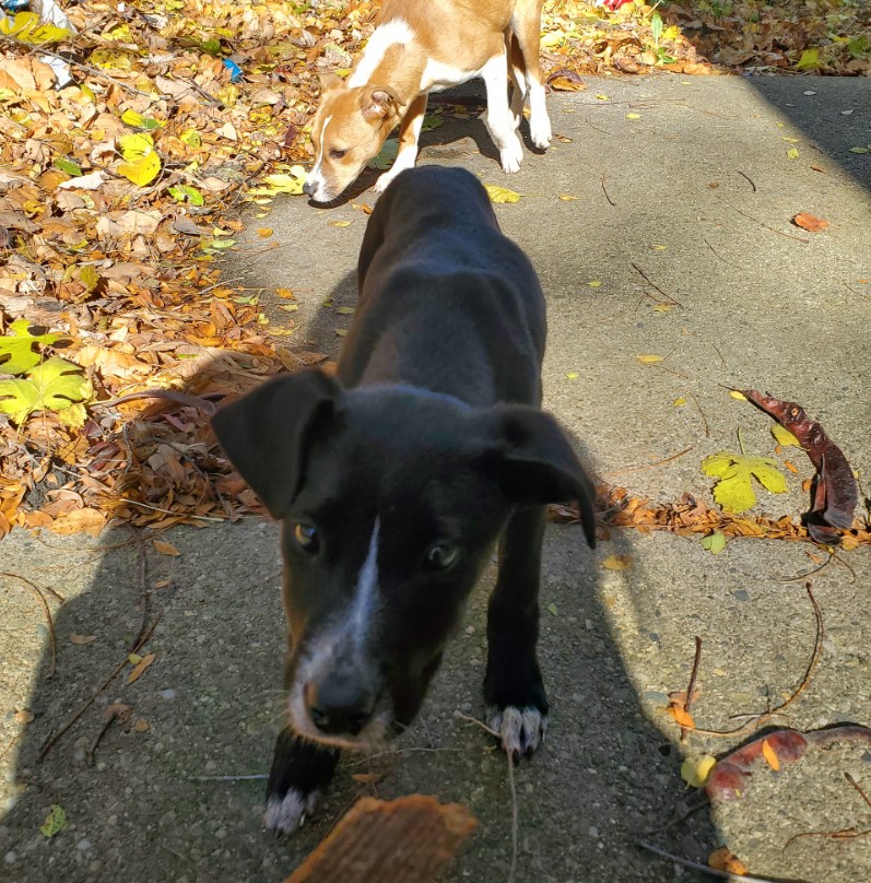 two dogs are sniffing in the garden