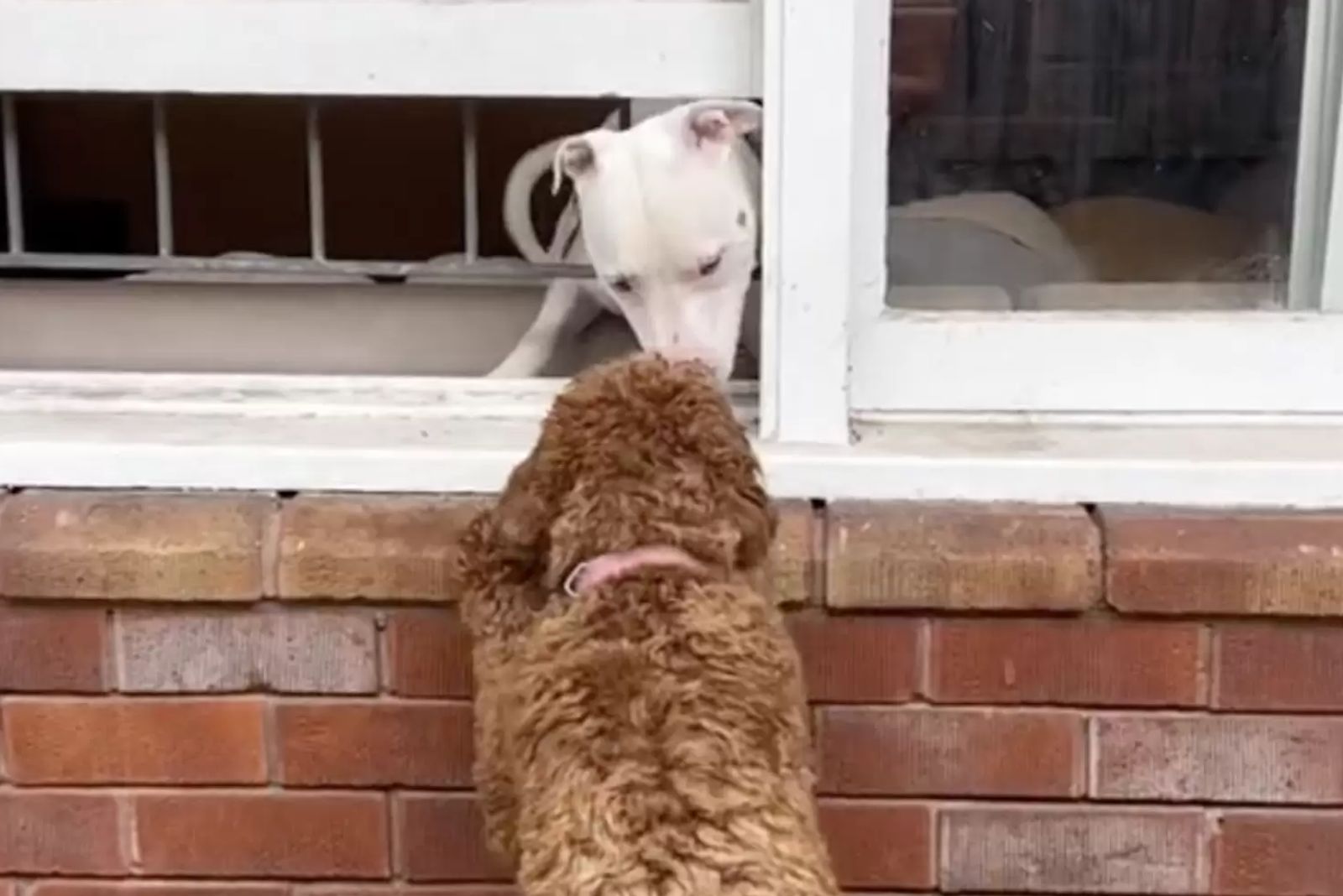 two dogs are sniffing through the window