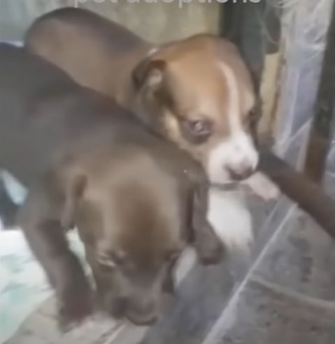 two dogs are standing on the stairs