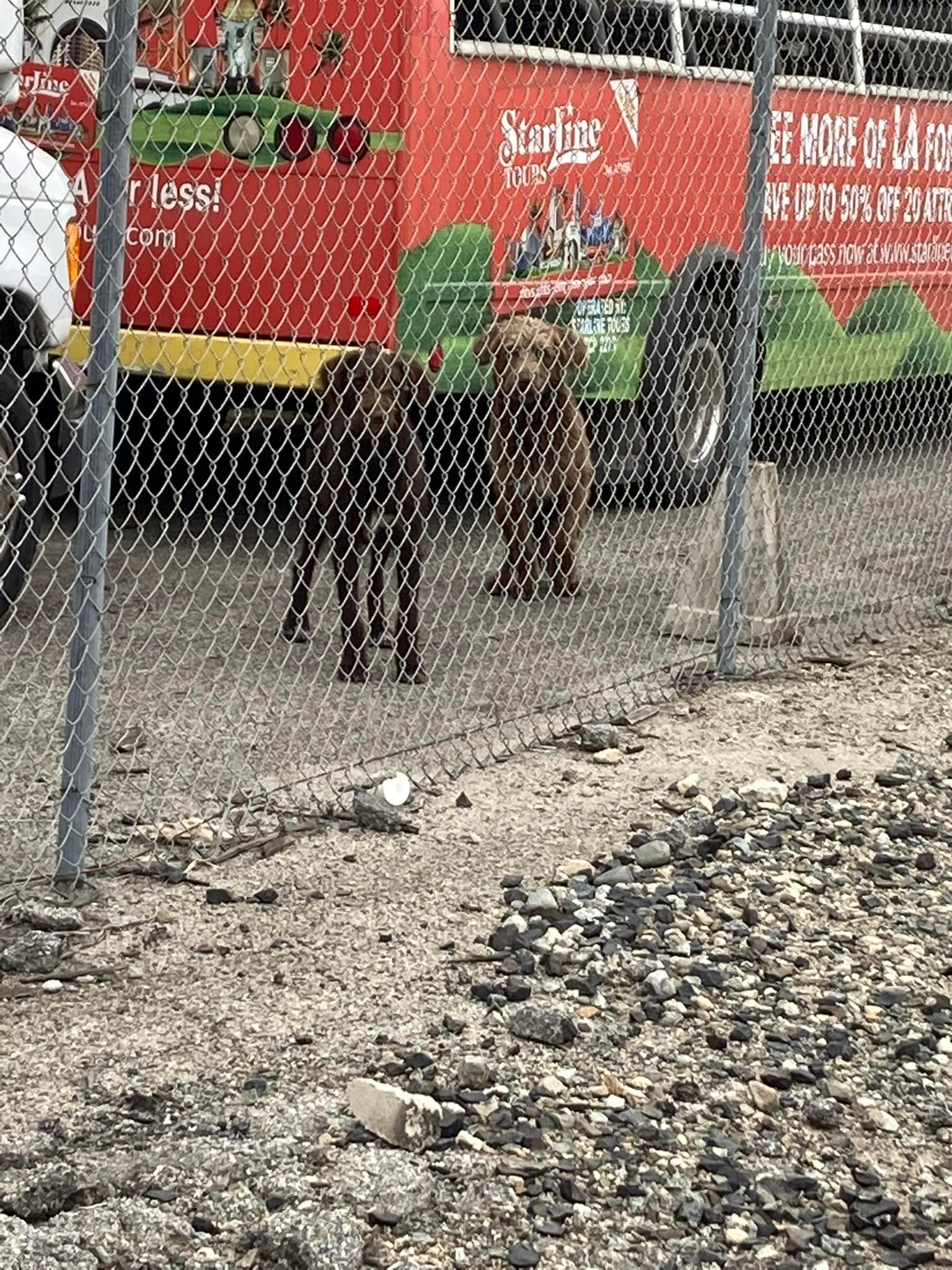 two dogs behind metal fence