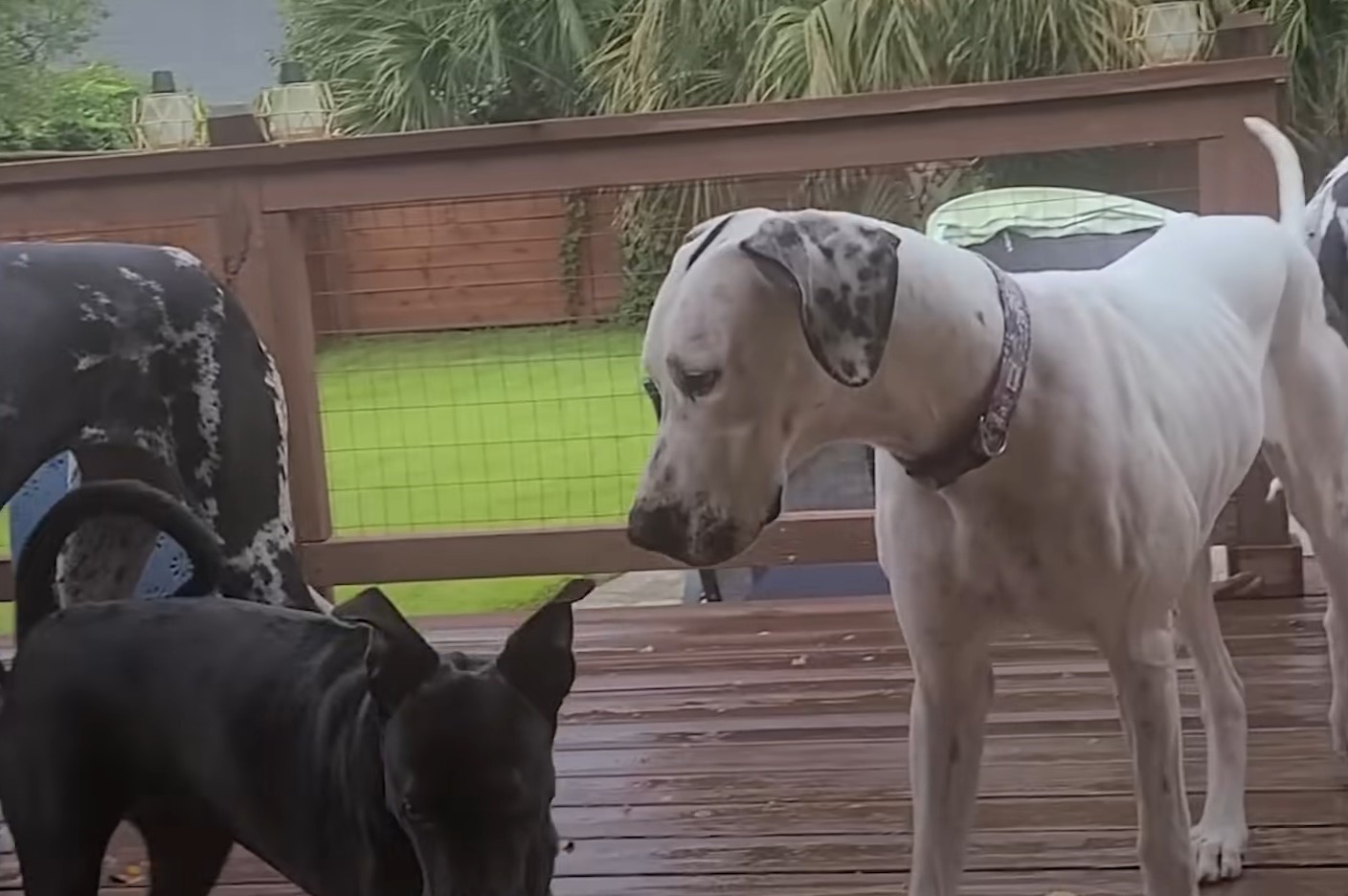 two dogs, black and white