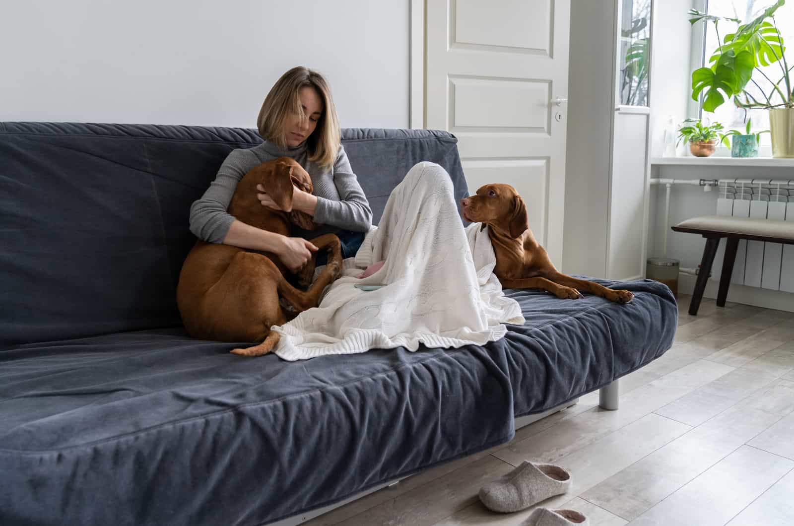 two dogs comforting sad owner