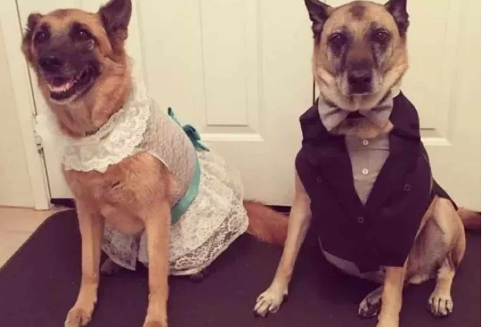 two dogs dressed for wedding sitting beside each other