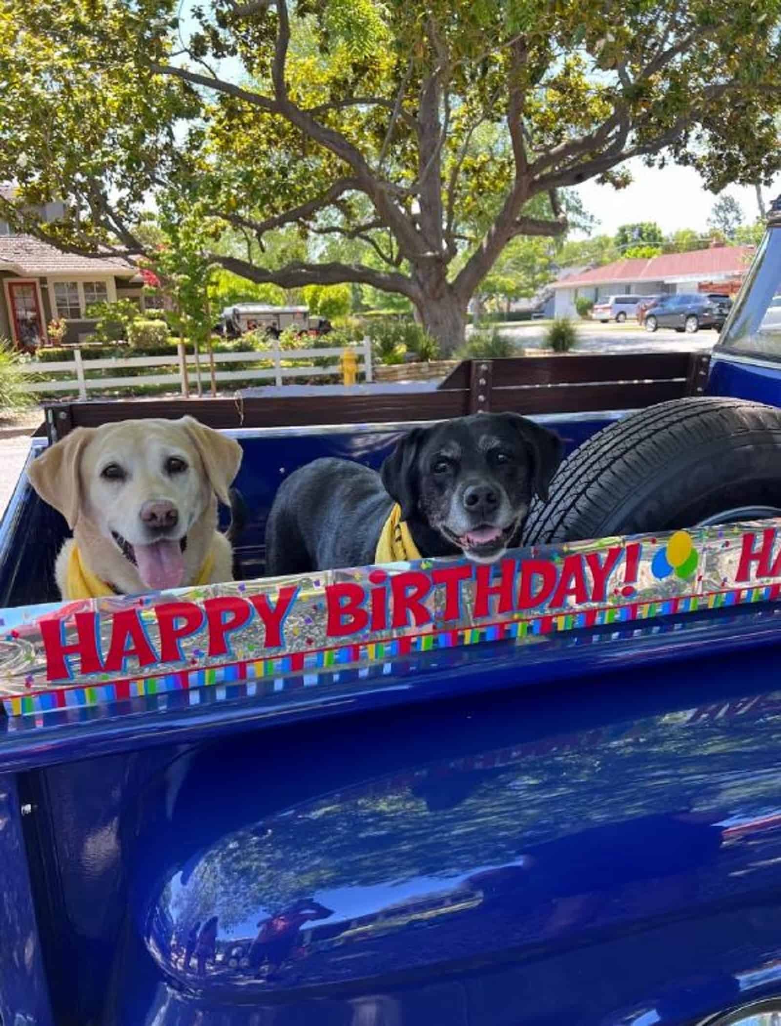 two dogs driving in a trunk on birthday celebration