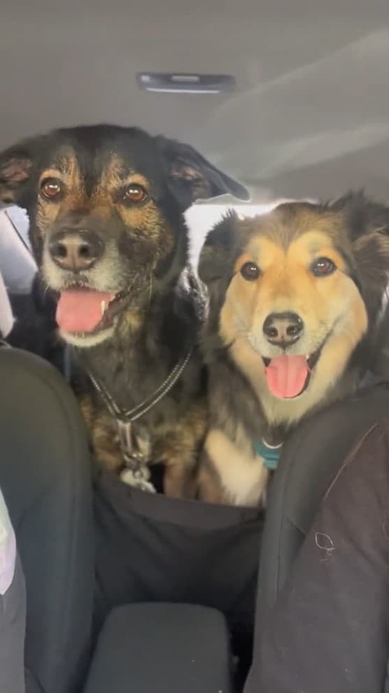 two dogs driving in the car