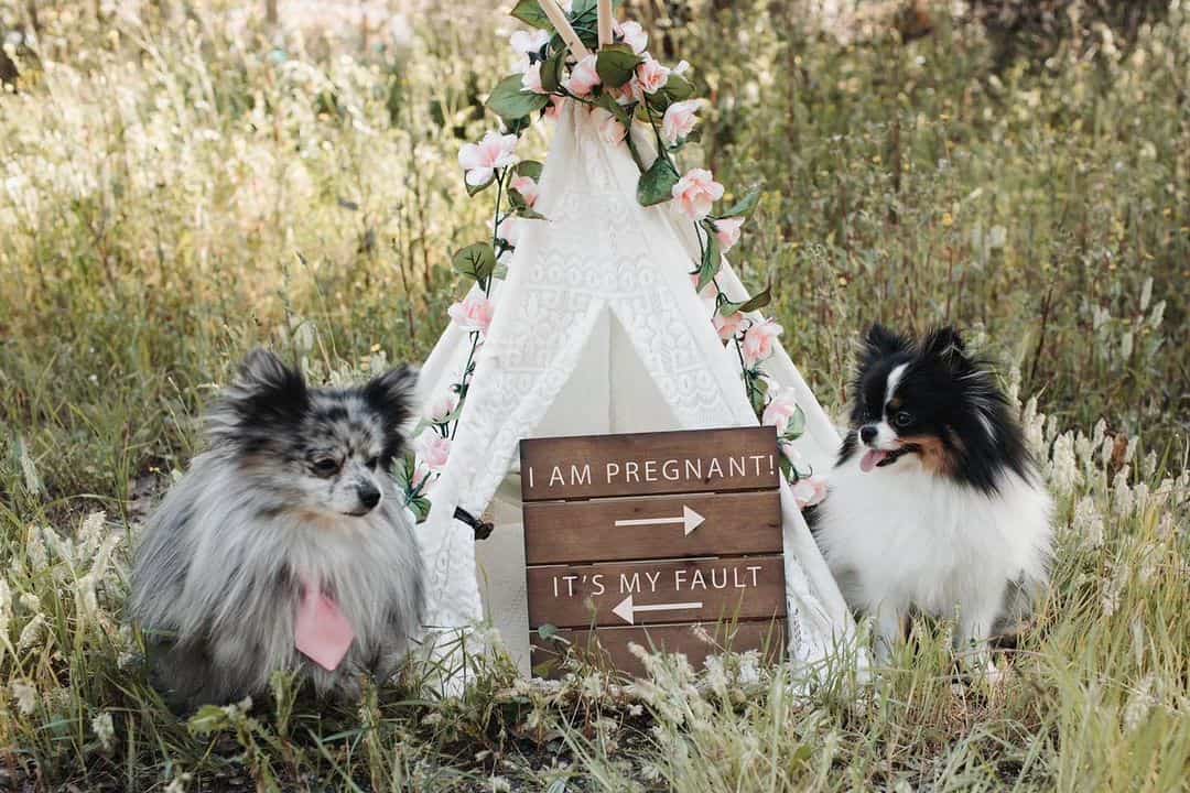 two dogs have a maternity photoshoot with a funny sign