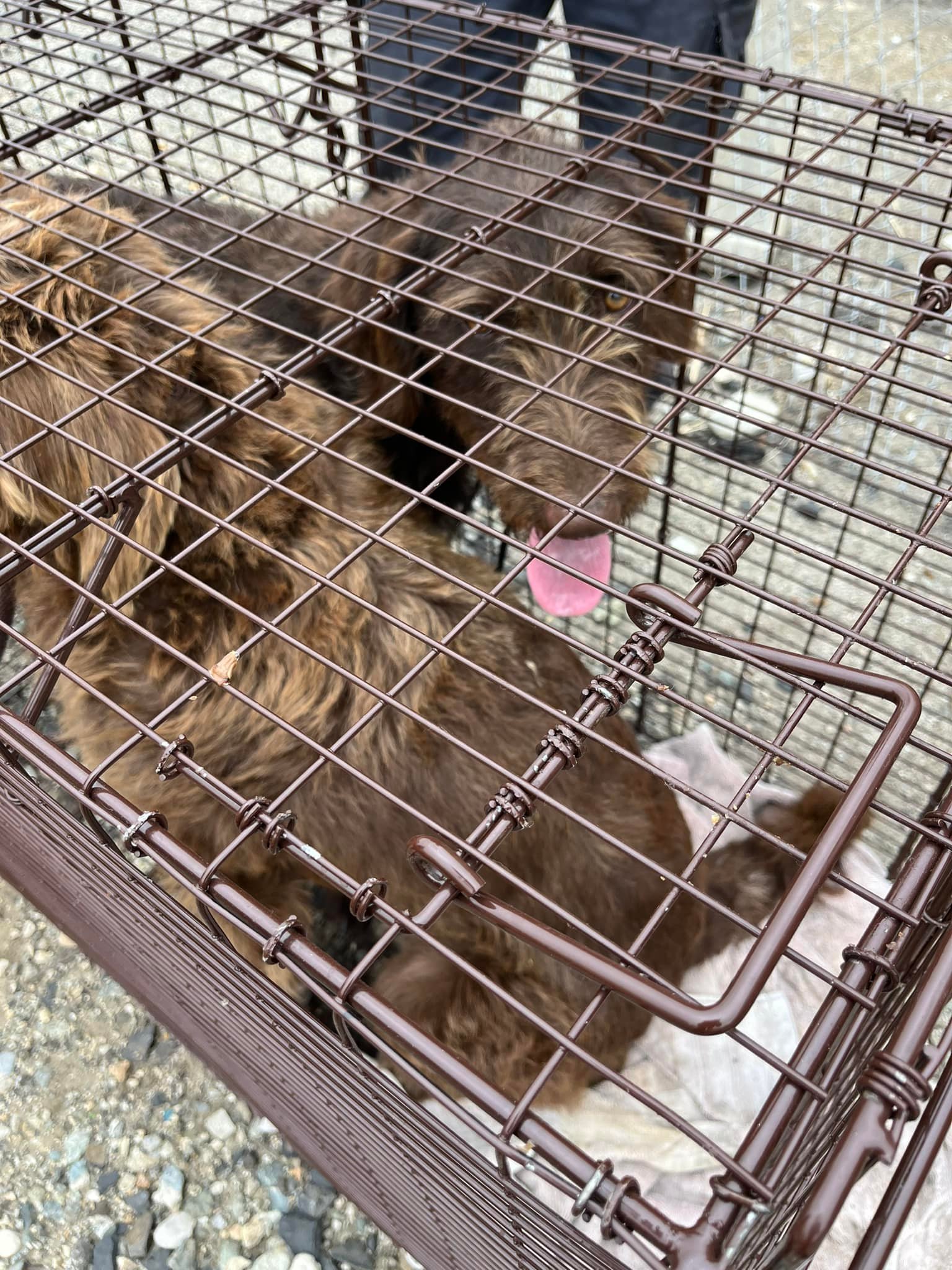 two dogs in a kennel