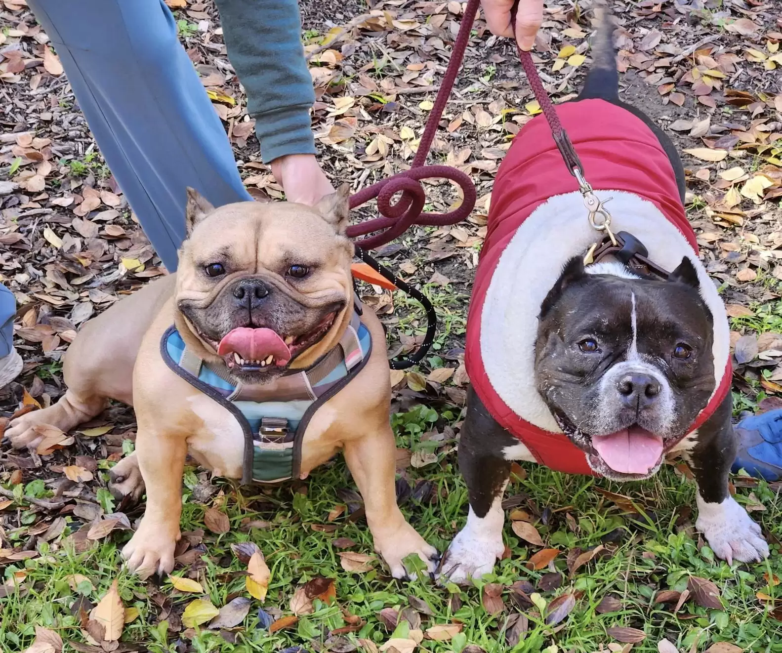 two dogs in a walk