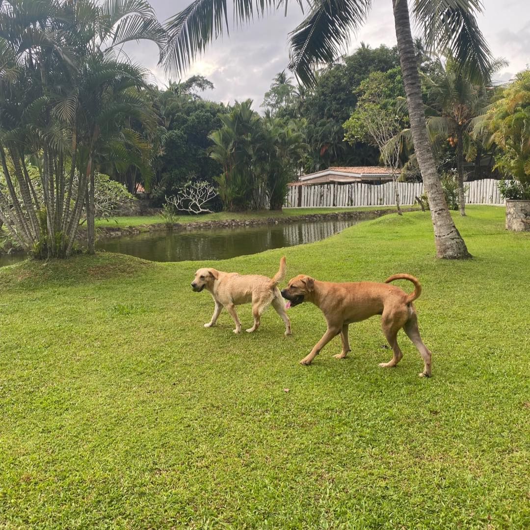 two dogs in a yard