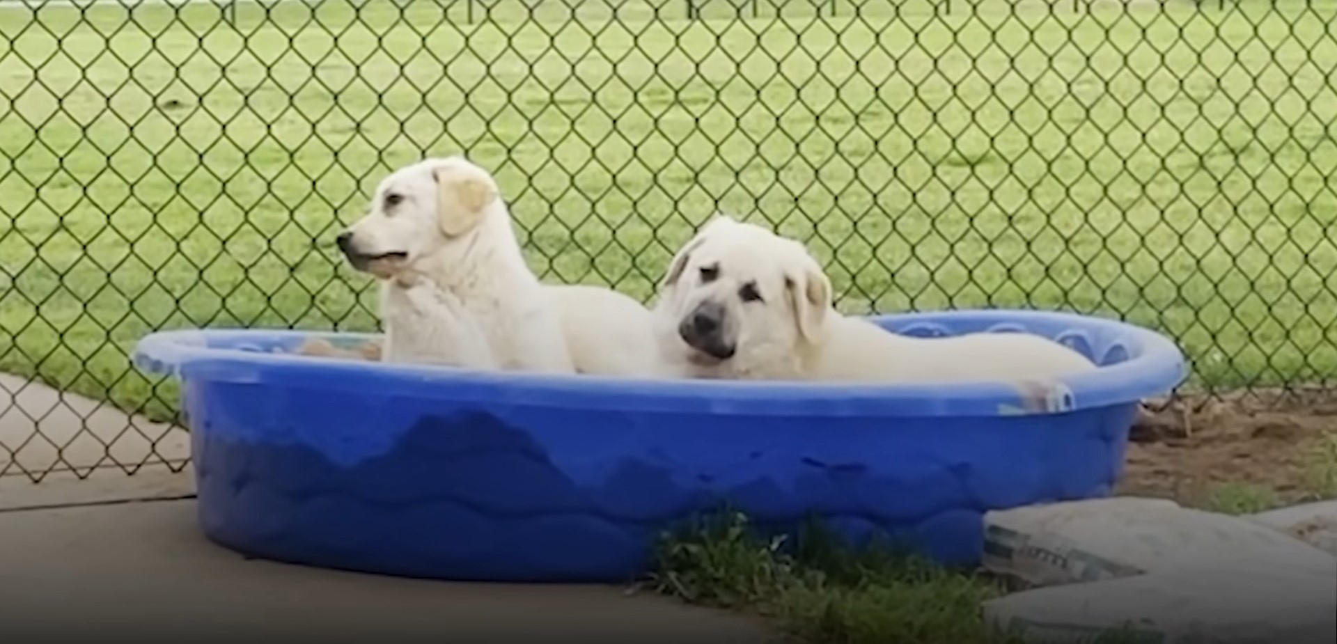 two dogs in a yard