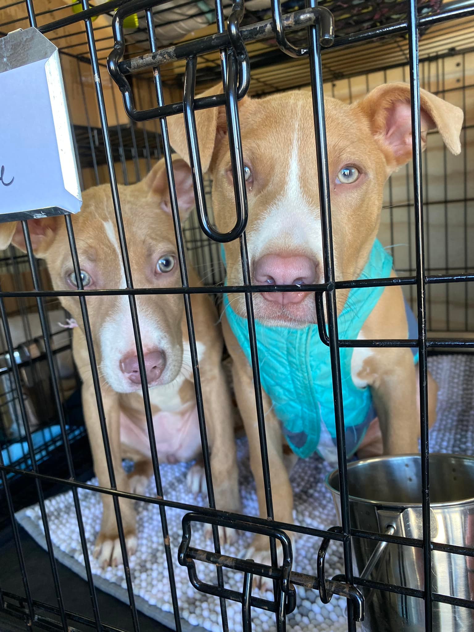 two dogs in cage