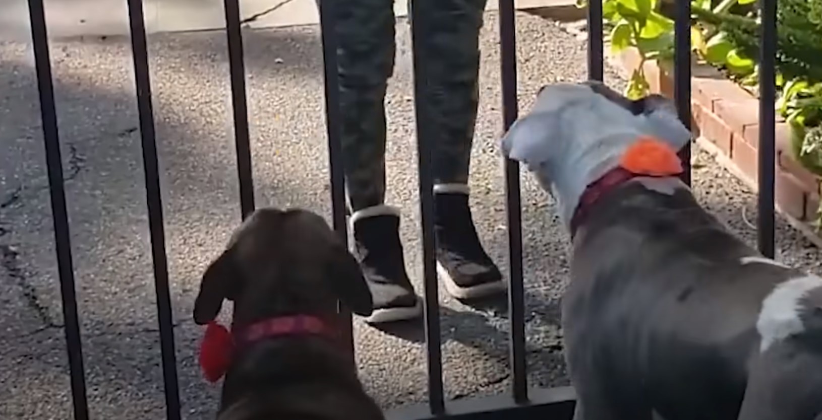 two dogs in front of gate