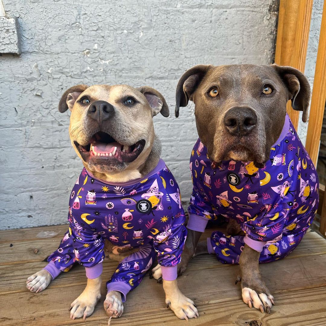 two dogs in pajamas