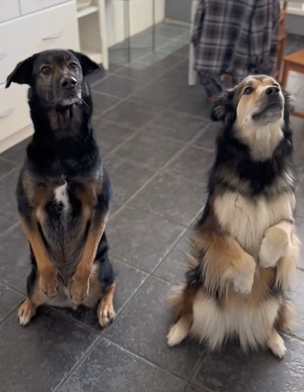 two dogs standing on their hind legs in the kitchen