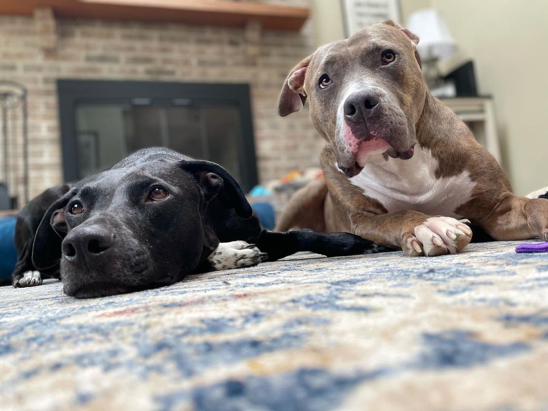 two dogs laying down in the house