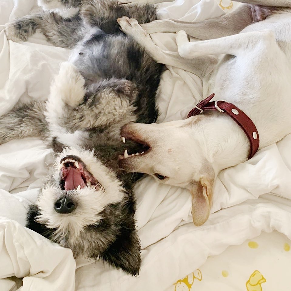 two dogs laying on a bed