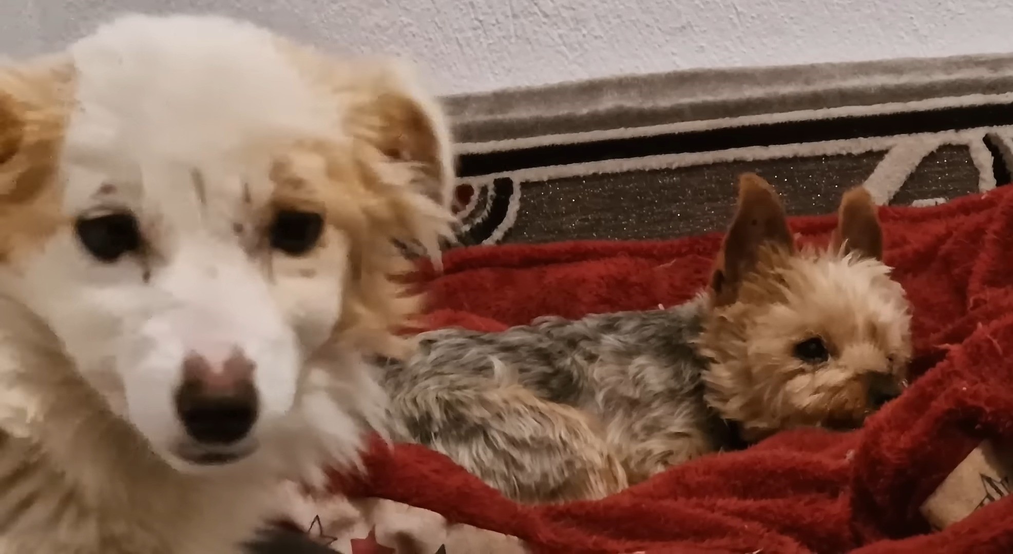 two dogs laying on a blanket