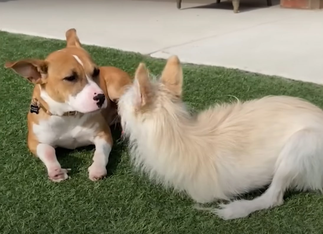 two dogs laying on a lawn