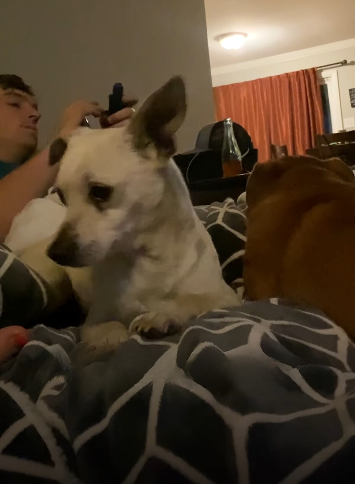 two dogs laying on a owner