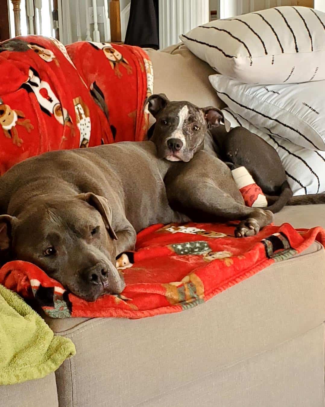 Two dogs laying on the couch