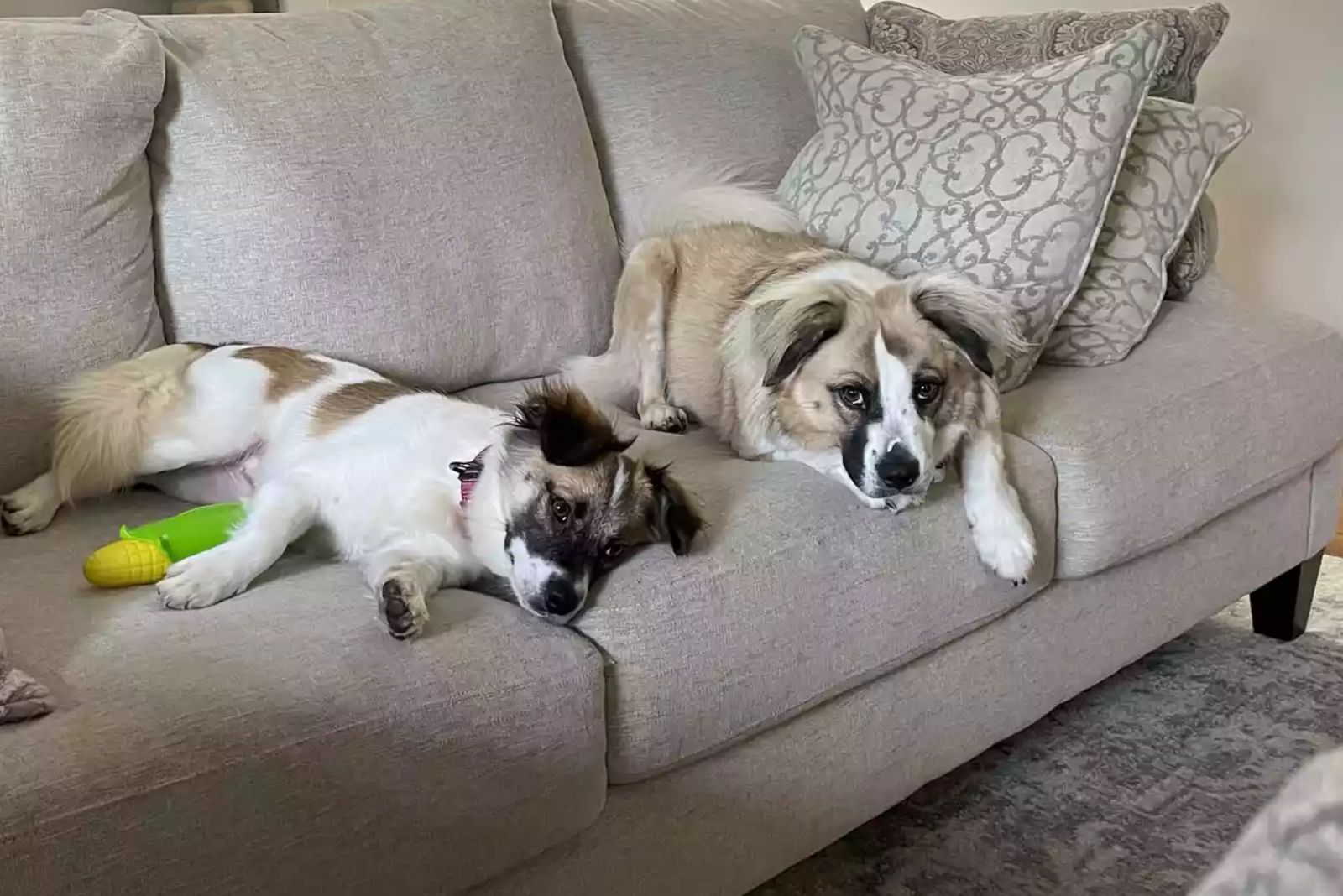 two dogs laying on the couch