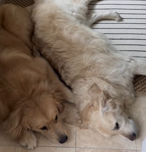 two dogs laying together